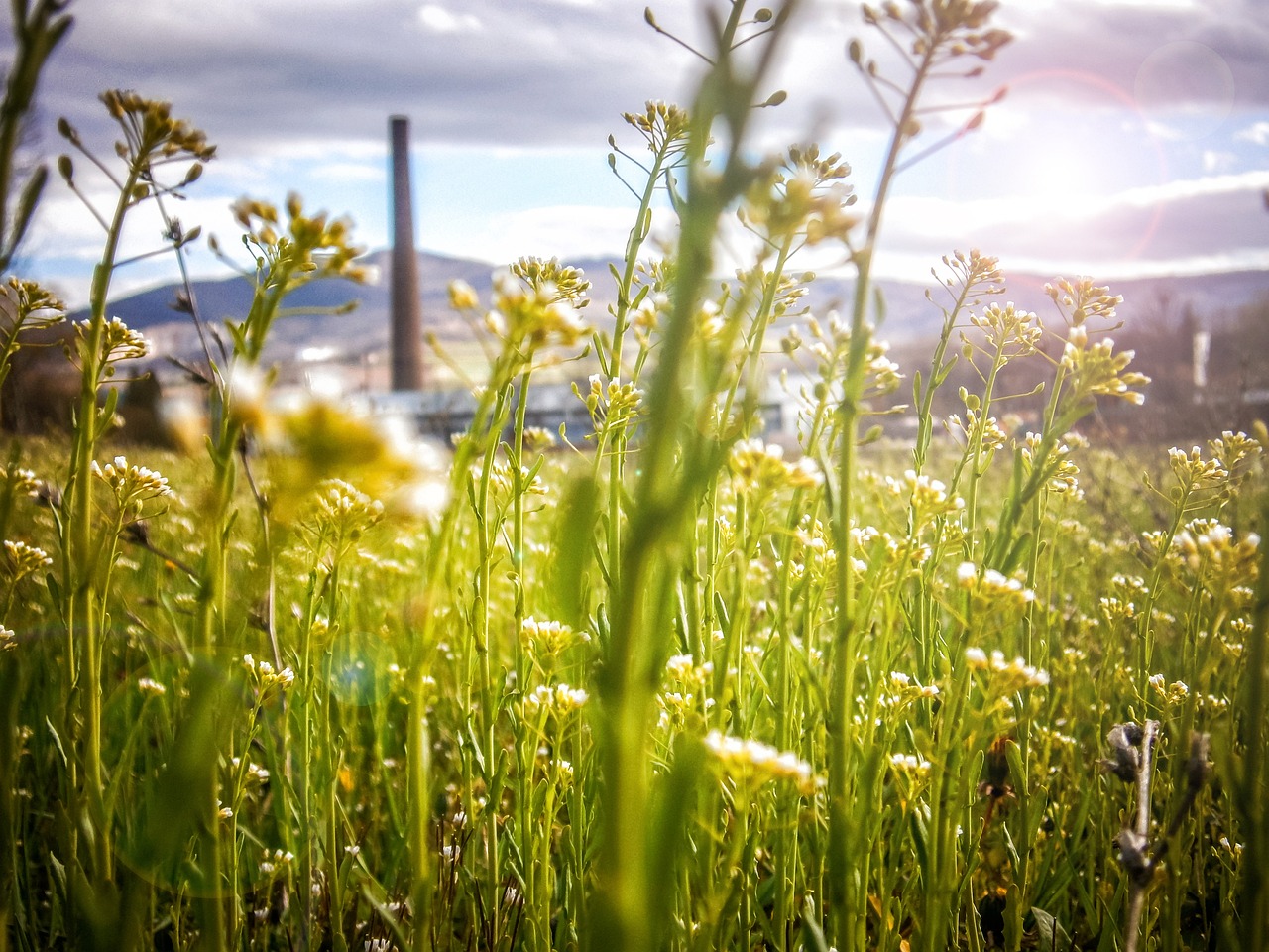découvrez comment adopter un mode de vie durable pour préserver notre planète. explorez des conseils et astuces pour réduire votre empreinte écologique tout en vivant de manière écoresponsable.