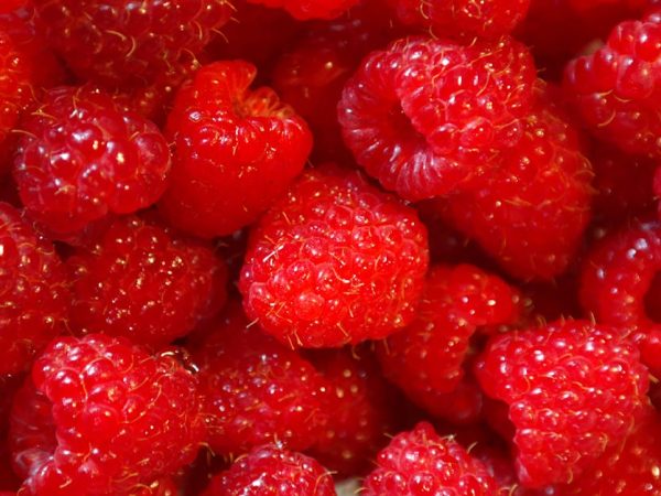 découvrez comment les systèmes alimentaires durables contribuent à préserver notre planète tout en garantissant une alimentation saine et nutritive pour tous. explorez les pratiques, les innovations et les initiatives qui transforment notre manière de produire et de consommer des aliments pour un avenir plus durable.