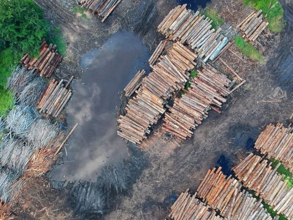 découvrez l'importance de la foresterie durable pour la préservation de nos forêts. apprenez comment des pratiques responsables peuvent favoriser la biodiversité, lutter contre le changement climatique et assurer un avenir écologique pour les générations à venir.