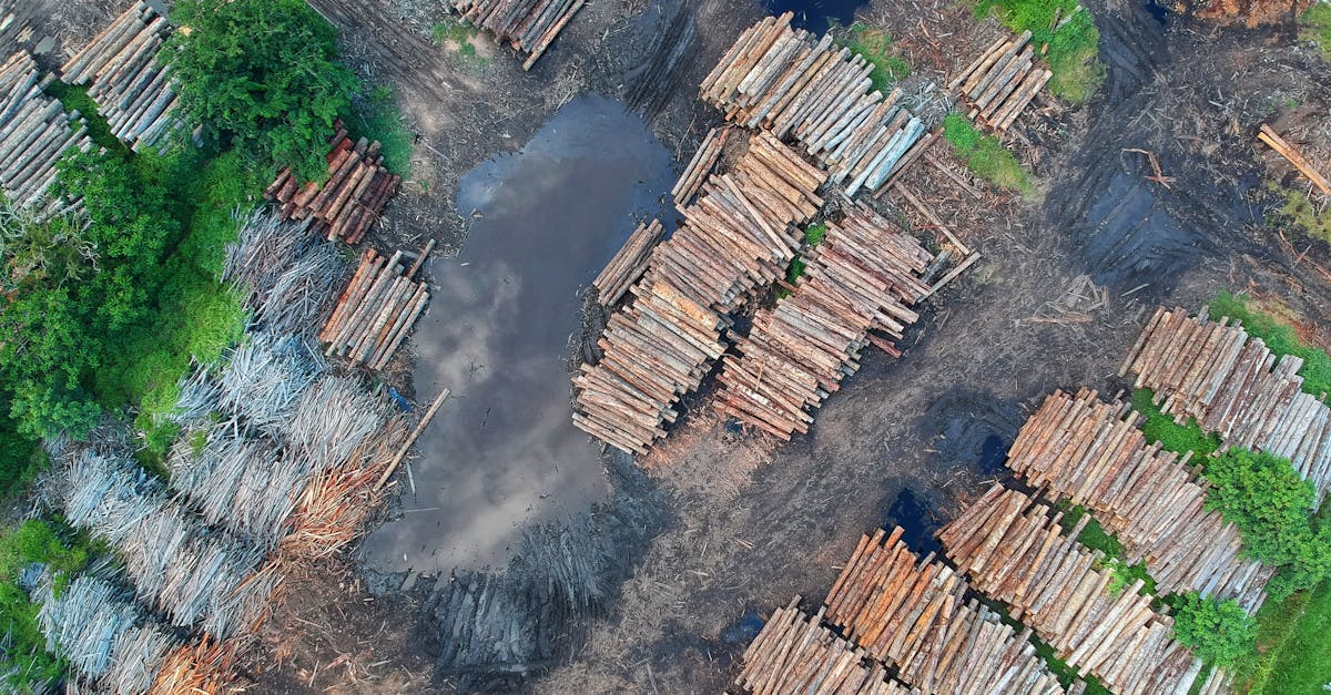 découvrez l'importance de la foresterie durable pour la préservation de nos forêts. apprenez comment des pratiques responsables peuvent favoriser la biodiversité, lutter contre le changement climatique et assurer un avenir écologique pour les générations à venir.