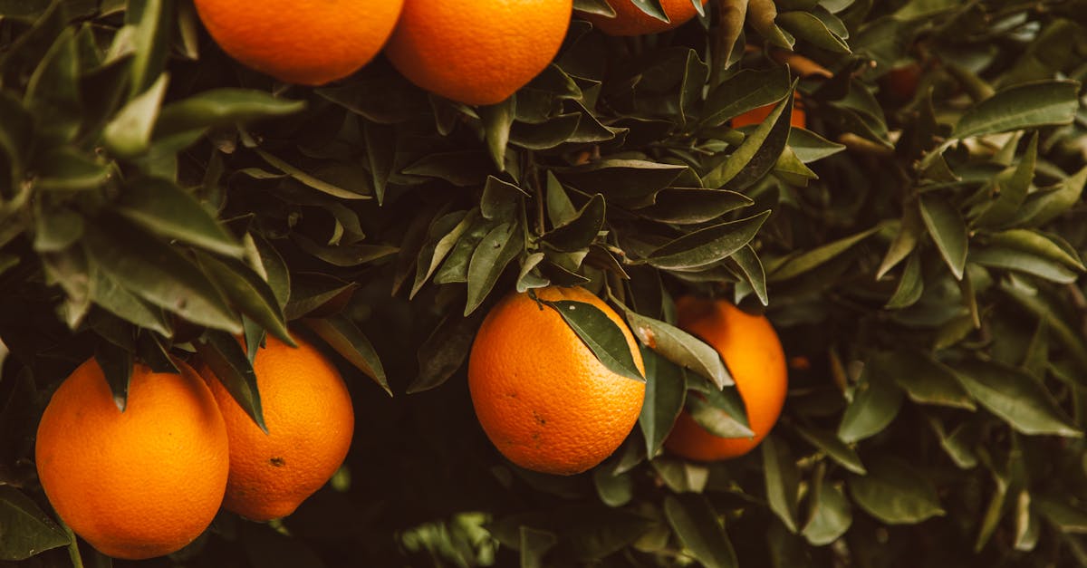 découvrez comment favoriser une croissance durable grâce à des pratiques respectueuses de l'environnement, des stratégies innovantes et un engagement social fort. apprenez à allier performance économique et responsabilité sociétale pour un avenir meilleur.