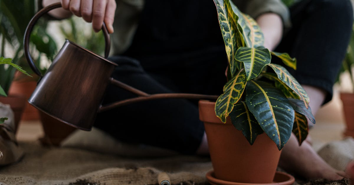 découvrez des astuces et des conseils pratiques pour adopter un mode de vie durable. explorez des choix écoresponsables, des alternatives écologiques et des stratégies pour réduire votre empreinte carbone tout en vivant en harmonie avec la nature.