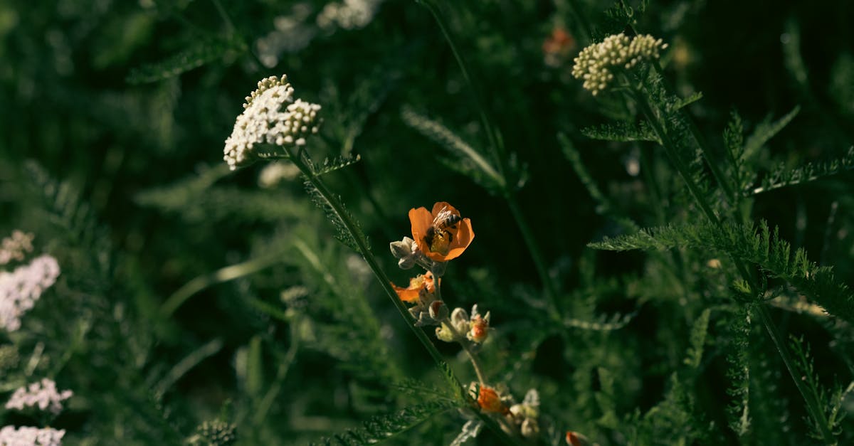 découvrez l'importance de la biodiversité pour notre planète. explorez les différentes espèces, leurs habitats, et l'impact de la conservation sur l'équilibre écologique. apprenez comment vous pouvez contribuer à protéger la richesse naturelle de notre monde.