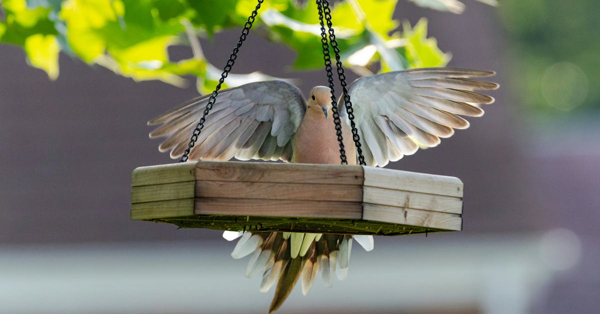découvrez l'importance de la biodiversité, ses enjeux pour notre planète et comment préserver la richesse des écosystèmes naturels. apprenez les actions à entreprendre pour protéger la faune et la flore et soutenir la durabilité de notre environnement.
