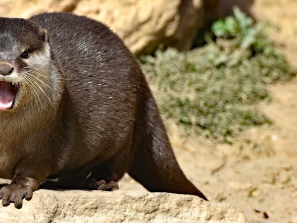 découvrez l'incroyable richesse de la biodiversité sur notre planète. explorez les différentes espèces, leurs écosystèmes et l'importance cruciale de la conservation pour préserver l'équilibre naturel et la vie sur terre.