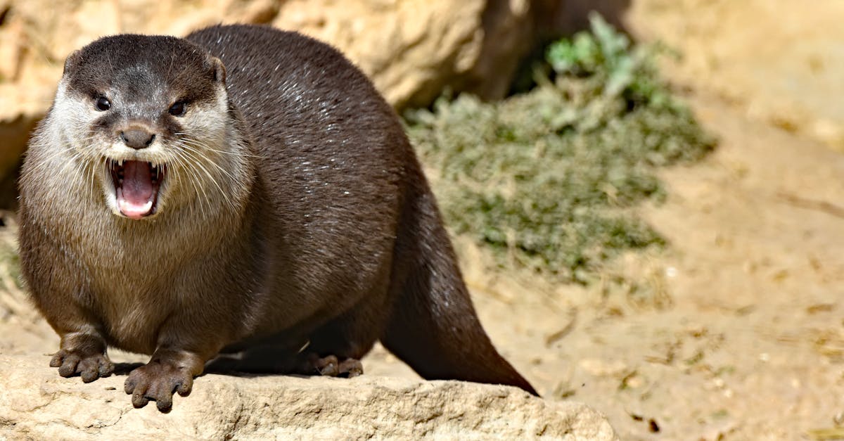 découvrez l'incroyable richesse de la biodiversité sur notre planète. explorez les différentes espèces, leurs écosystèmes et l'importance cruciale de la conservation pour préserver l'équilibre naturel et la vie sur terre.