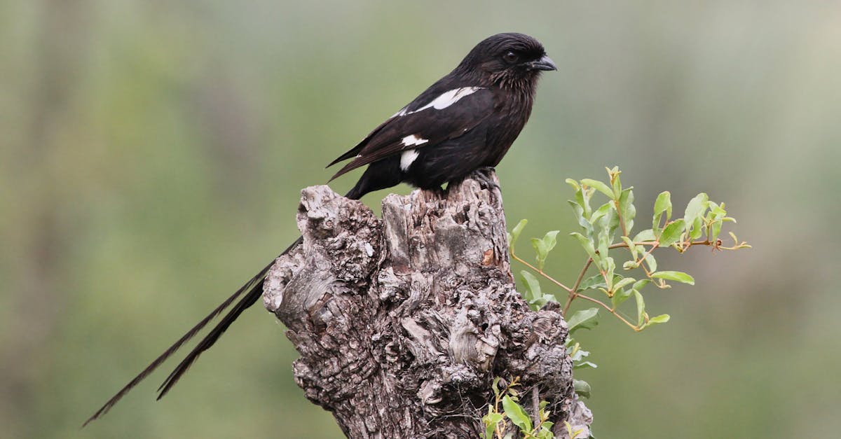 découvrez l'importance de la biodiversité et son impact sur notre planète. explorez les différentes espèces, écosystèmes et initiatives pour préserver la richesse naturelle qui nous entoure.