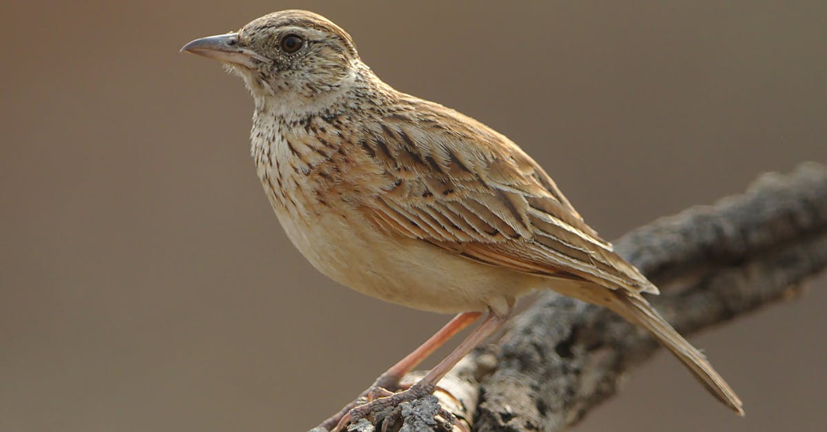 découvrez l'importance de la biodiversité pour notre planète, son rôle essentiel dans les écosystèmes et les défis auxquels elle est confrontée. apprenez comment préserver la variété des espèces et leurs habitats pour garantir un avenir durable.