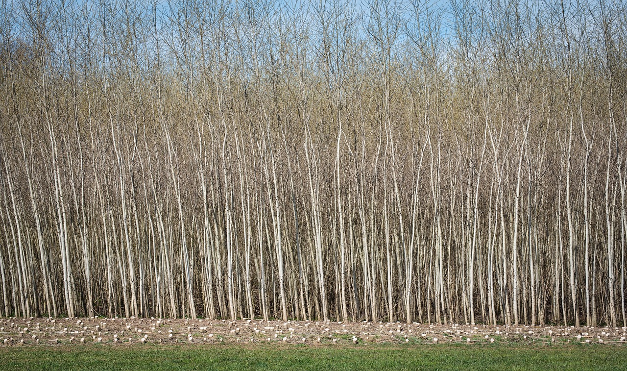 découvrez le monde fascinant de la biomasse, une source d'énergie renouvelable et durable. apprenez comment elle transforme les déchets organiques en électricité et chaleur, contribuant ainsi à la protection de l'environnement et à la lutte contre le changement climatique. explorez ses applications, ses avantages et son potentiel pour un avenir énergétique plus vert.