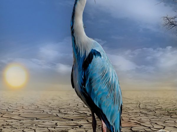 agissez pour le climat : découvrez des initiatives, des conseils et des ressources pour lutter contre les changements climatiques et construire un avenir durable. rejoignez le mouvement vers une planète plus verte et engagez-vous dès aujourd'hui !