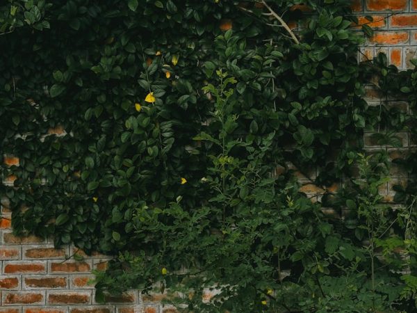 découvrez des produits et des pratiques respectueux de l'environnement avec notre guide sur l'écologie. adoptez un mode de vie durable et réduisez votre empreinte carbone tout en préservant notre planète.