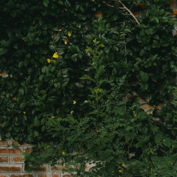 découvrez des produits et des pratiques respectueux de l'environnement avec notre guide sur l'écologie. adoptez un mode de vie durable et réduisez votre empreinte carbone tout en préservant notre planète.