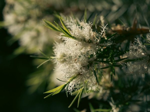découvrez les compétences écologiques essentielles pour un avenir durable. apprenez à intégrer des pratiques respectueuses de l'environnement dans votre quotidien et à promouvoir la biodiversité.