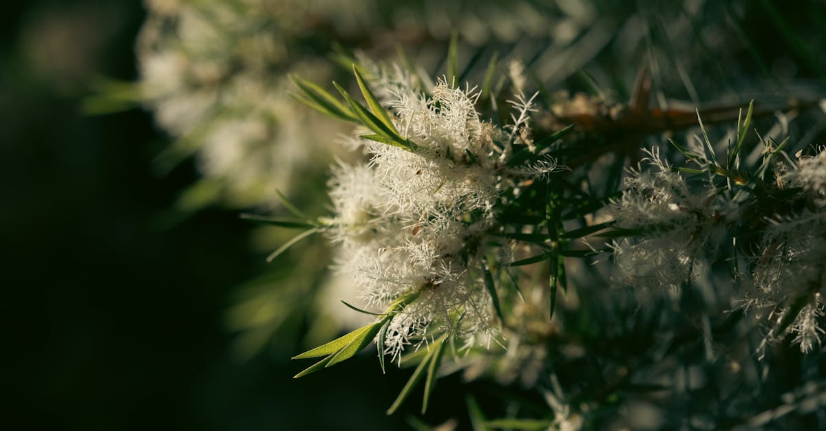 découvrez les compétences écologiques essentielles pour un avenir durable. apprenez à intégrer des pratiques respectueuses de l'environnement dans votre quotidien et à promouvoir la biodiversité.