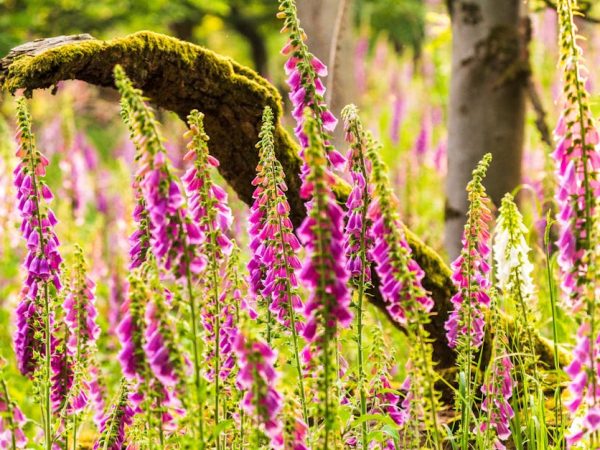découvrez comment la gouvernance écologique façonne un avenir durable, en intégrant des pratiques respectueuses de l'environnement dans la prise de décision publique et privée. explorez les stratégies innovantes pour préserver nos ressources naturelles tout en favorisant le développement économique.