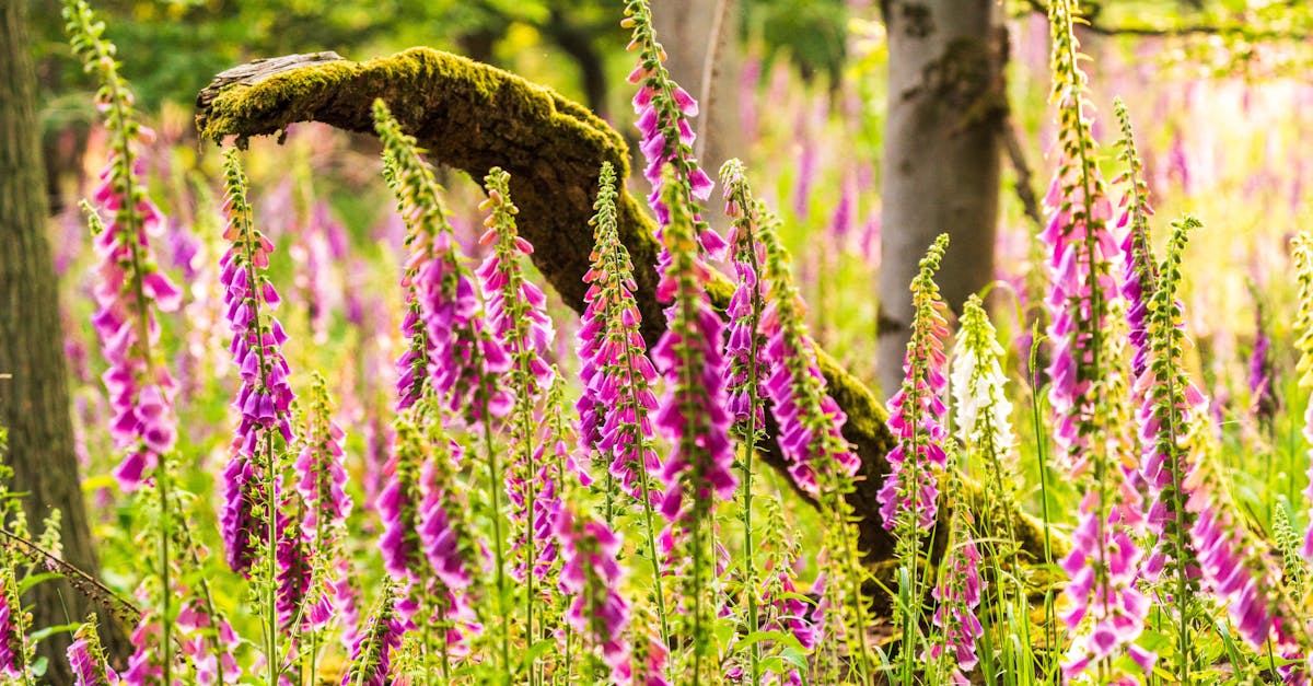 découvrez comment la gouvernance écologique façonne un avenir durable, en intégrant des pratiques respectueuses de l'environnement dans la prise de décision publique et privée. explorez les stratégies innovantes pour préserver nos ressources naturelles tout en favorisant le développement économique.