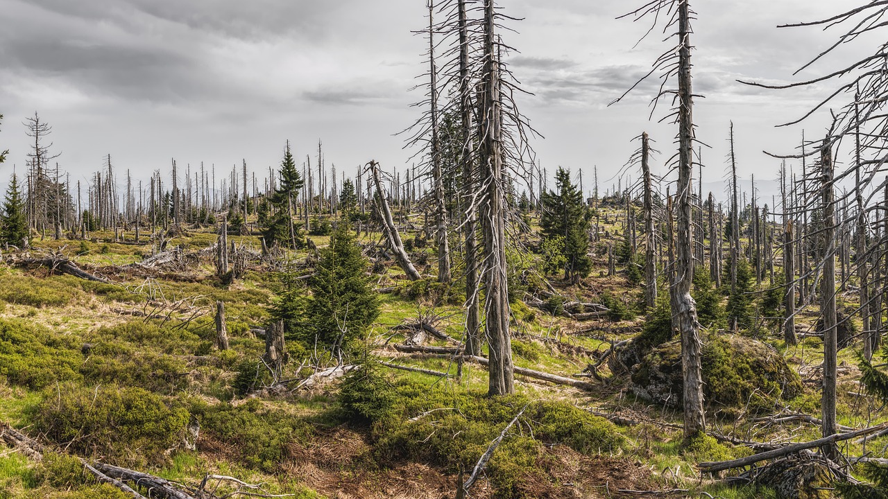 découvrez les impacts environnementaux majeurs sur notre planète, des conséquences du changement climatique à la pollution, en passant par la biodiversité. informez-vous sur les solutions possibles pour préserver notre environnement.