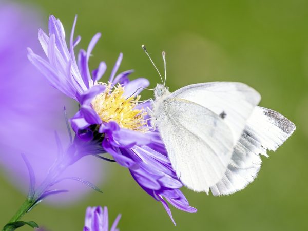 découvrez les impacts environnementaux majeurs de nos activités quotidiennes et apprenez comment adopter des pratiques durables pour protéger notre planète. explorez les enjeux liés à la pollution, à la biodiversité et aux changements climatiques.