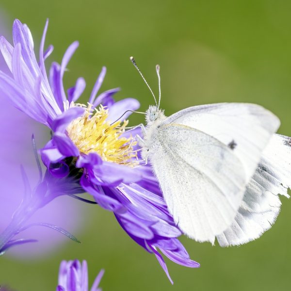découvrez les impacts environnementaux majeurs de nos activités quotidiennes et apprenez comment adopter des pratiques durables pour protéger notre planète. explorez les enjeux liés à la pollution, à la biodiversité et aux changements climatiques.