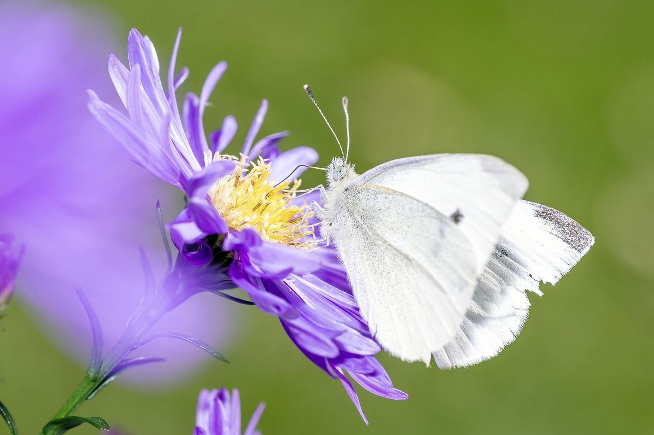 découvrez les impacts environnementaux majeurs de nos activités quotidiennes et apprenez comment adopter des pratiques durables pour protéger notre planète. explorez les enjeux liés à la pollution, à la biodiversité et aux changements climatiques.