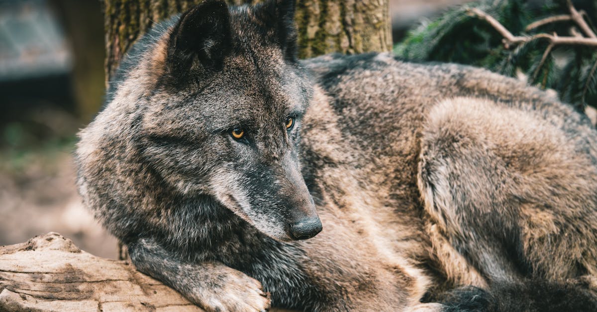 découvrez 'forest guardians', une aventure captivante qui explore la protection des forêts et la conservation de la biodiversité. rejoignez des héros modernes engagés à sauver notre planète et à préserver les merveilles naturelles pour les générations futures.