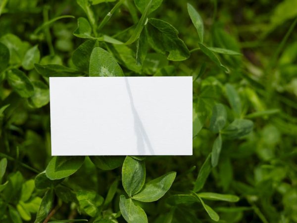 découvrez comment les entreprises vertes transforment le monde des affaires en adoptant des pratiques durables. apprenez-en davantage sur leur impact positif sur l'environnement et les bénéfices économiques d'une gestion responsable.