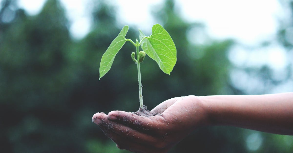 découvrez les enjeux de la durabilité, explorez des pratiques écologiques et apprenez comment intégrer la durabilité dans votre vie quotidienne pour préserver notre planète pour les générations futures.