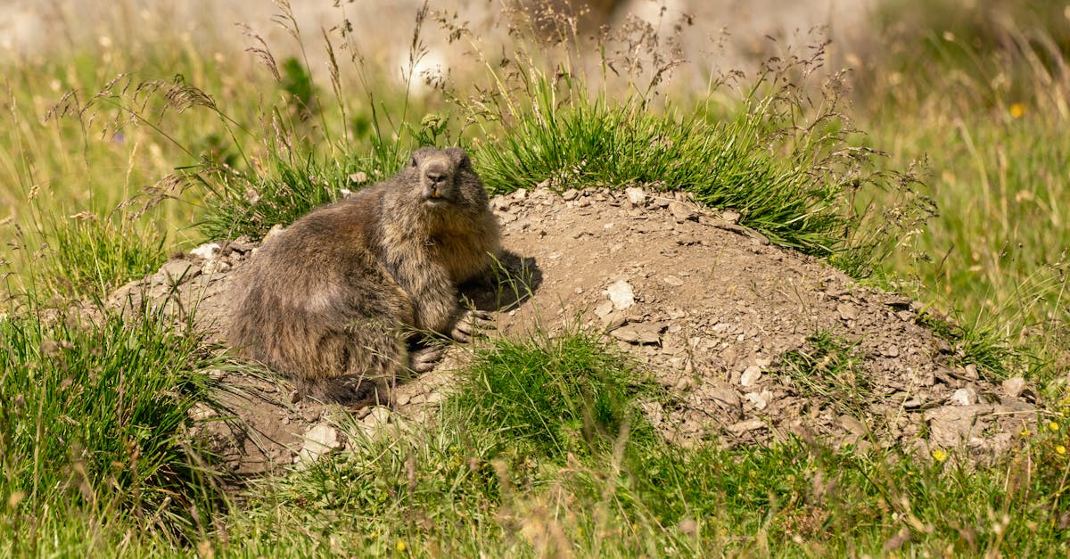 découvrez l'importance de la biodiversité pour notre planète et notre avenir. explorez les différentes espèces, leurs habitats et les actions nécessaires pour préserver cet équilibre vital. engagez-vous pour la protection de la biodiversité et contribuez à un environnement durable.