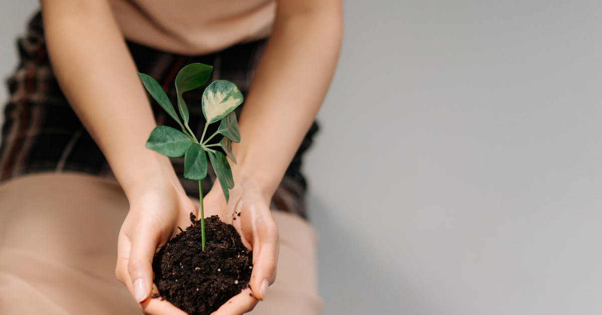 découvrez nos conseils pratiques et astuces pour adopter un mode de vie durable. apprenez à réduire votre impact sur l'environnement tout en améliorant votre qualité de vie grâce à des choix écoresponsables au quotidien.