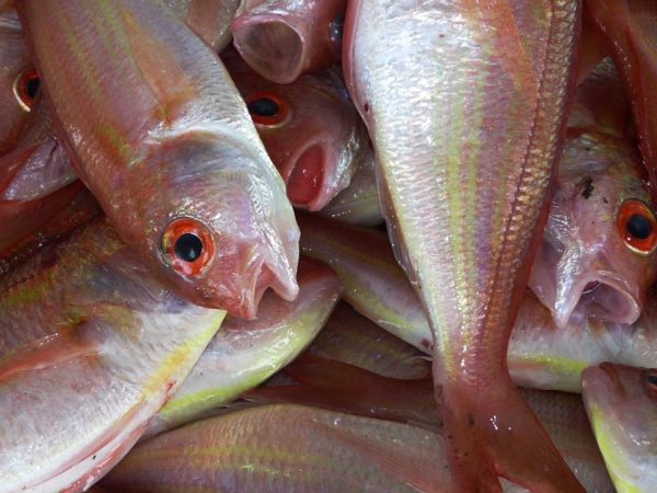 découvrez les enjeux et les initiatives autour de l'océan durable, un espace vital à préserver pour les générations futures. plongez dans des solutions innovantes pour protéger la biodiversité marine et promouvoir une gestion responsable des ressources océaniques.
