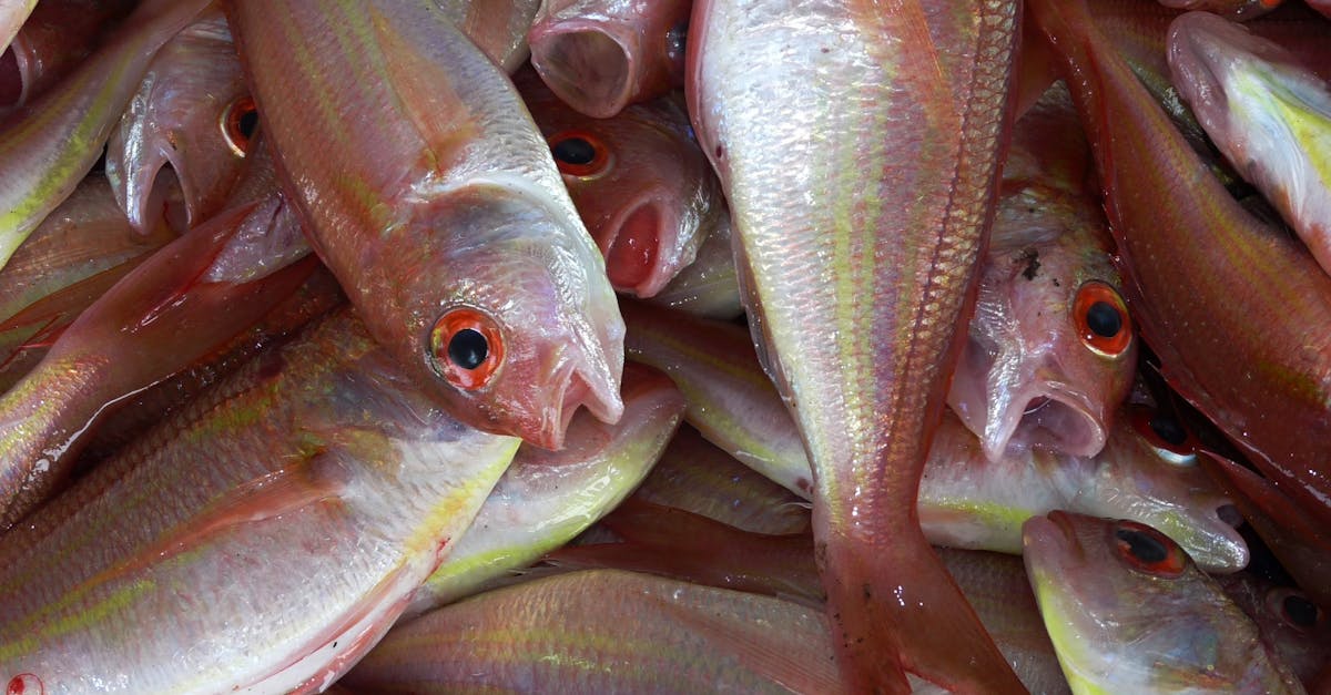 découvrez les enjeux et les initiatives autour de l'océan durable, un espace vital à préserver pour les générations futures. plongez dans des solutions innovantes pour protéger la biodiversité marine et promouvoir une gestion responsable des ressources océaniques.