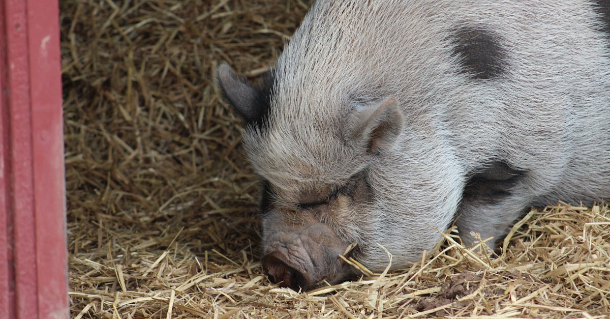 découvrez comment améliorer votre sommeil de manière durable avec des conseils pratiques et des solutions éco-responsables. apprenez à choisir des matériaux naturels, à créer un environnement de sommeil apaisant et à adopter des habitudes favorisant un repos de qualité, tout en respectant notre planète. faites un pas vers un sommeil sain et durable dès aujourd'hui.