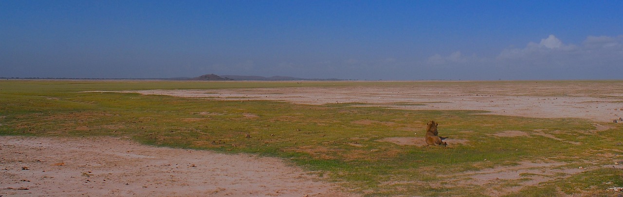 découvrez l'importance de l'action climatique : solutions, initiatives et conseils pour lutter contre le changement climatique et préserver la planète.