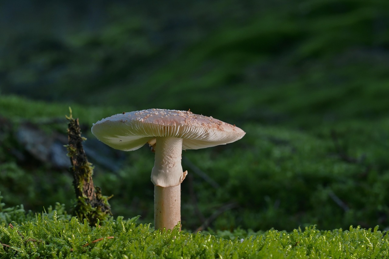 découvrez l'importance des forêts, leur biodiversité unique et leur rôle essentiel dans la préservation de l'environnement. plongez dans l'univers fascinant des écosystèmes forestiers !