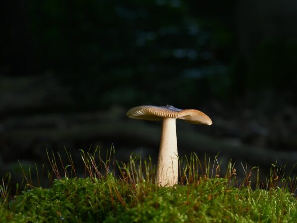 découvrez l'importance des forêts, leur biodiversité exceptionnelle et leur rôle essentiel dans la préservation de l'environnement. explorez les différentes espèces forestières et les solutions pour protéger ces écosystèmes vitaux.