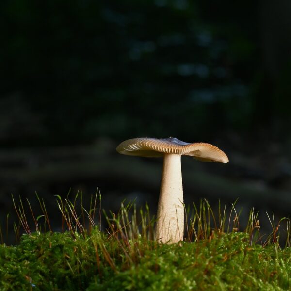 découvrez l'importance des forêts, leur biodiversité exceptionnelle et leur rôle essentiel dans la préservation de l'environnement. explorez les différentes espèces forestières et les solutions pour protéger ces écosystèmes vitaux.