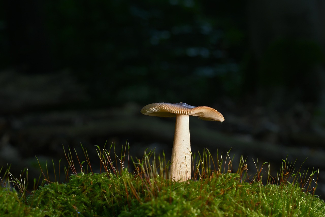découvrez l'importance des forêts, leur biodiversité exceptionnelle et leur rôle essentiel dans la préservation de l'environnement. explorez les différentes espèces forestières et les solutions pour protéger ces écosystèmes vitaux.
