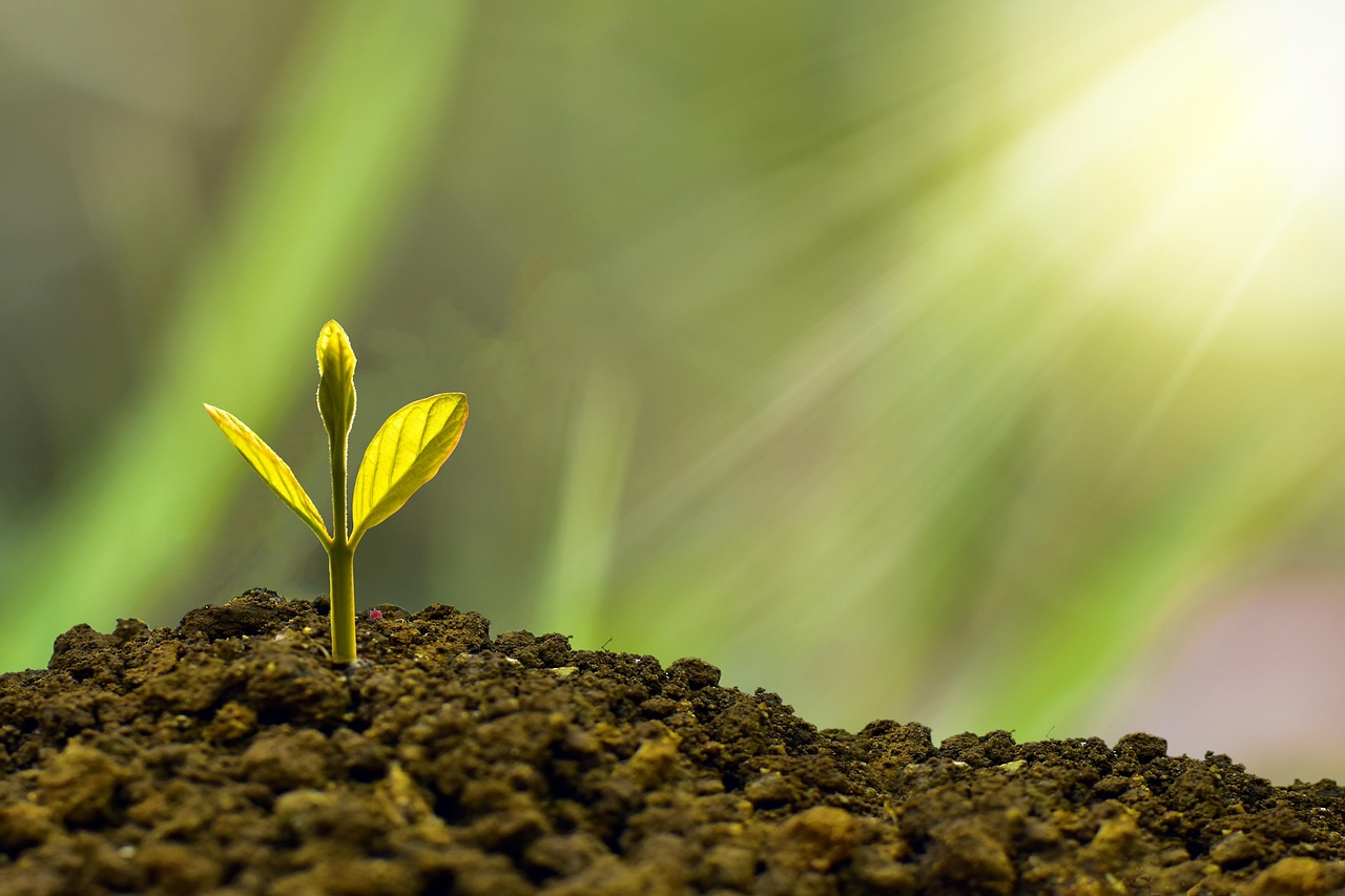 découvrez comment la durabilité façonne un avenir meilleur grâce à des pratiques responsables, des innovations écoresponsables et des choix respectueux de l’environnement. adoptez un mode de vie durable dès aujourd’hui.