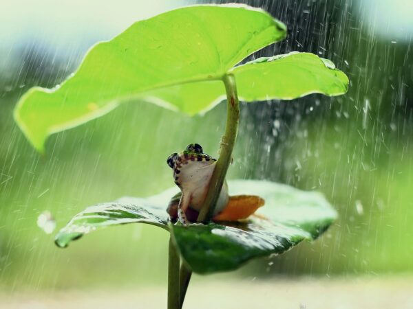 découvrez tout sur les forêts tropicales : leur biodiversité exceptionnelle, leur rôle essentiel pour le climat et les menaces auxquelles elles font face. informez-vous sur l'importance de leur préservation.