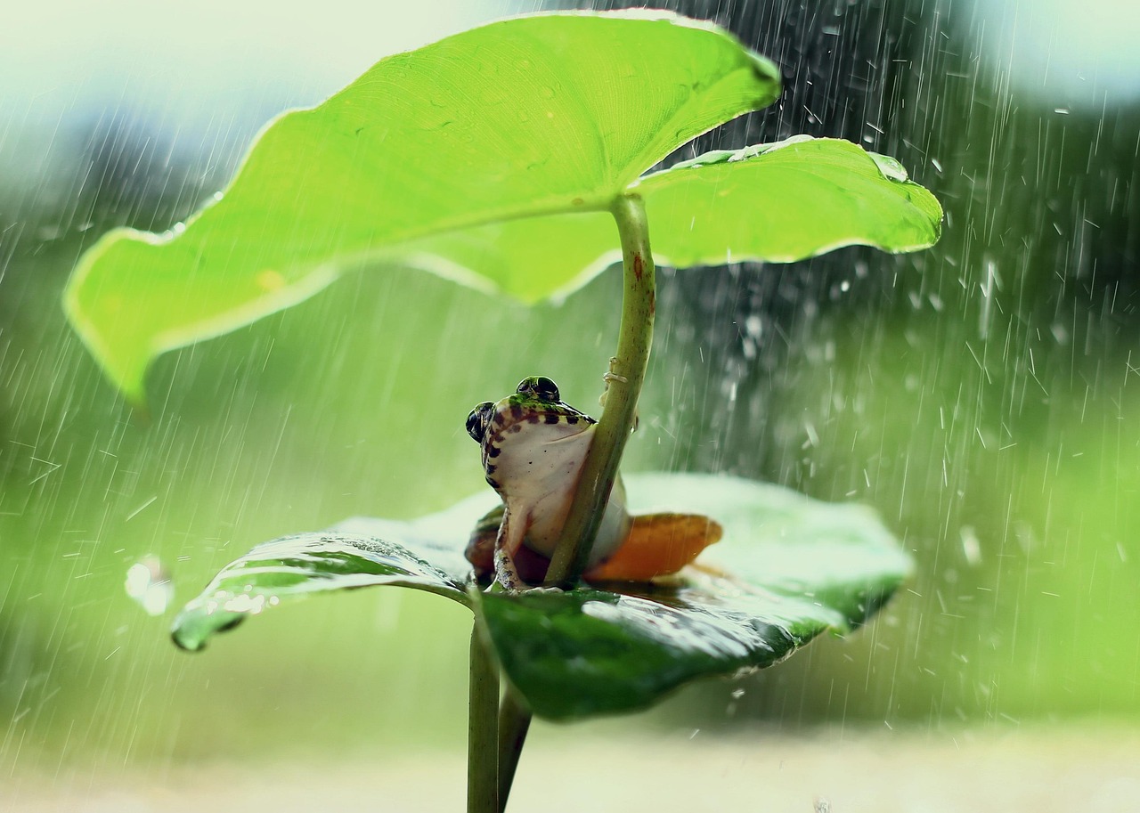 découvrez tout sur les forêts tropicales : leur biodiversité exceptionnelle, leur rôle essentiel pour le climat et les menaces auxquelles elles font face. informez-vous sur l'importance de leur préservation.